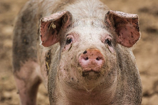 swine flu claims 54 lives in myanmar