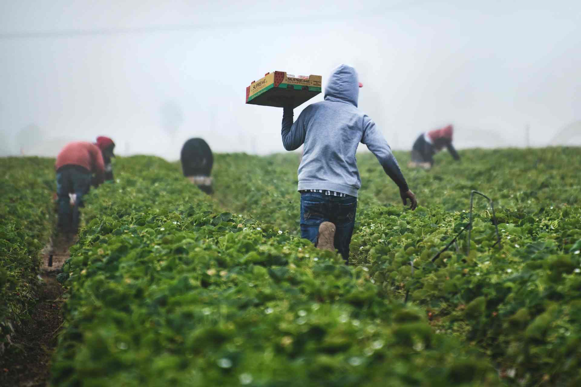  Agriculture in Myanmar